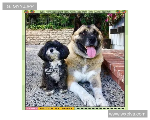 足球明星与爱犬情缘揭秘你知道哪个球星最爱狗狗吗 足球明星与爱犬情缘揭秘你知道哪个球星最爱狗狗吗